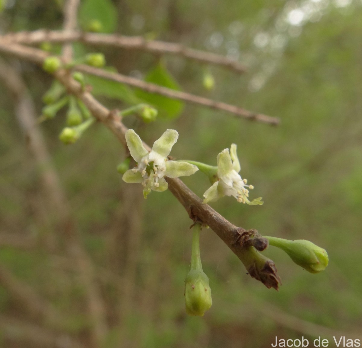 Erythroxylum monogynum Roxb.